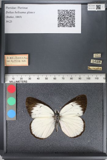 Media type: image;   Entomology 131797